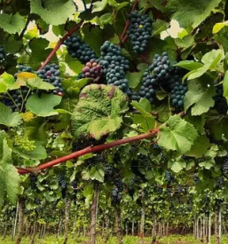 Vinogradniska kmetija kras primorska
